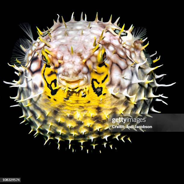 tropical salt water fish striped burrfish (chilomycterus schoepfi) - puffer fish stock pictures, royalty-free photos & images