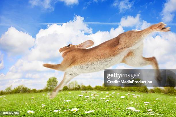 escape - lagomorphs stock pictures, royalty-free photos & images