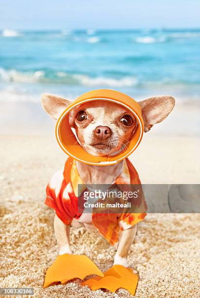 19,327 Funny Summer Holiday Photos and Premium High Res Pictures - Getty  Images
