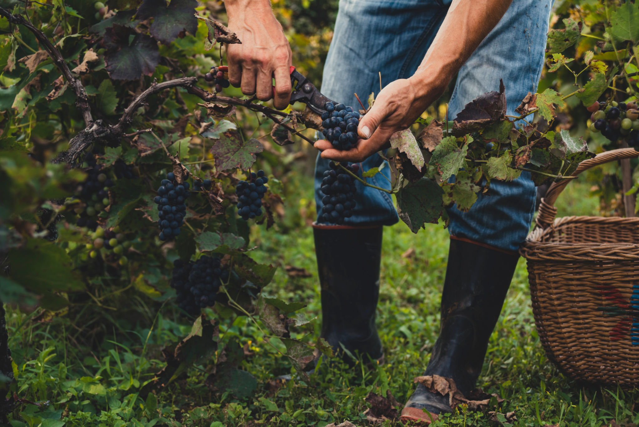 organic vineyard