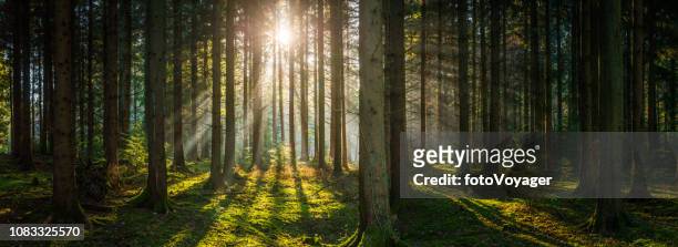 深い緑の森森林パノラマでストリーミング黄金光線日光 - forest floor ストックフォトと画像