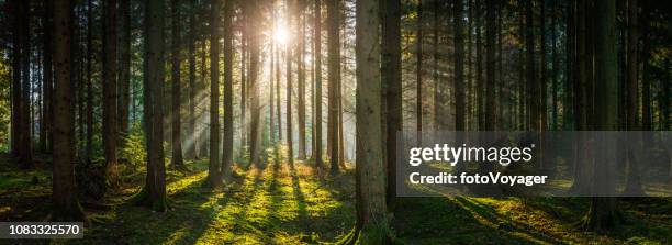 golden rays sunlight streaming deep in green forest woodland panorama - british born stock pictures, royalty-free photos & images