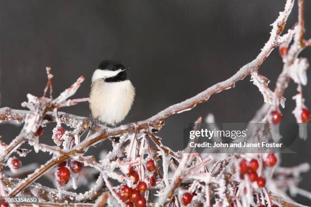 Red Chickadee Chickadee Winter Photos and Premium High Res Pictures - Getty Images