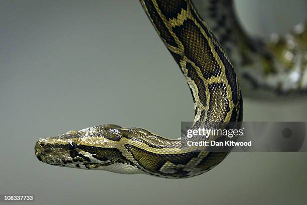 Burmese Python is held at Heathrow Airport's Animal Reception Centre on January 25, 2011 in London, England. Many animals pass through the centre's...
