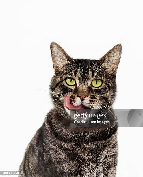 tabby cat licking his lips - djurtunga bildbanksfoton och bilder