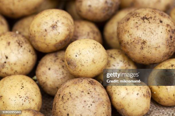 harvested young fresh organic potatoes with soil - patata cruda foto e immagini stock