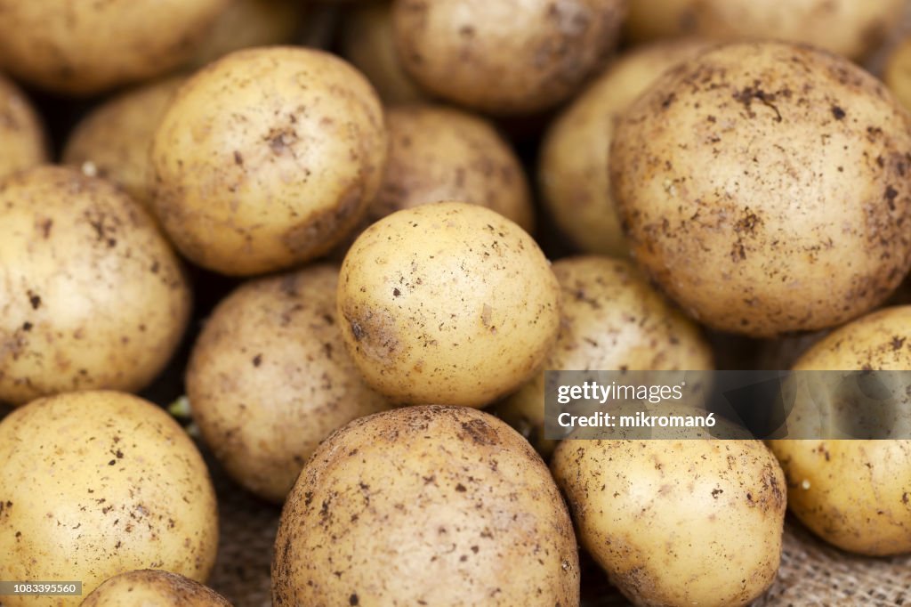 Harvested Young Fresh organic potatoes with soil