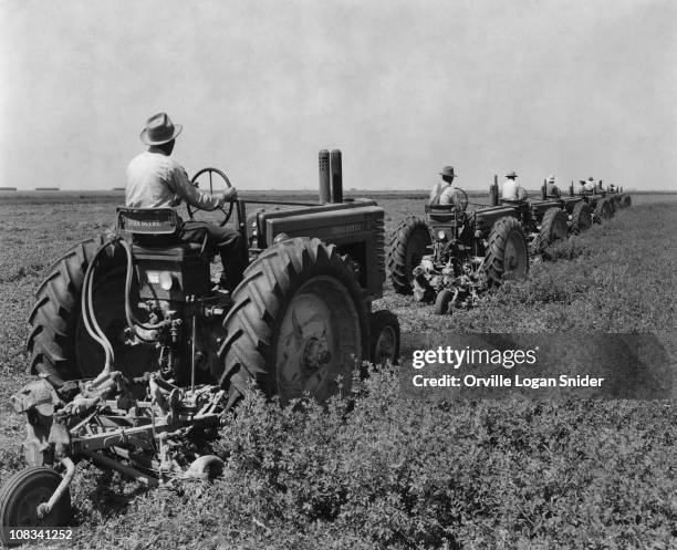 Farmers driving John Deere tractors fitted with mowers harvest a field of alfalfa, Bakersfield, California, circa 1950.