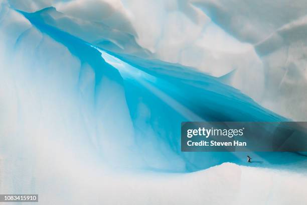 a penguin playing on the iceberg - polar stock pictures, royalty-free photos & images