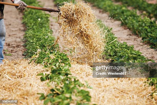 germany, view of strawberry field - mulch stock pictures, royalty-free photos & images