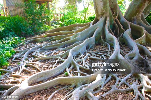 moreton bay fig tree, sarasota - australian-banyan-tree stock pictures, royalty-free photos & images