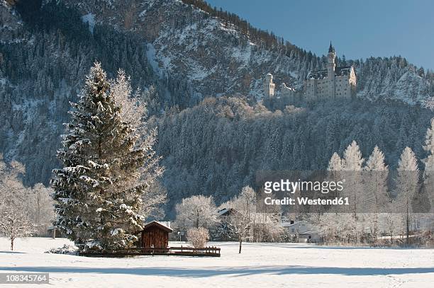 germany, bavaria, hohenschwangau, view of neuschwanstein castle at background - neuschwanstein stock-fotos und bilder