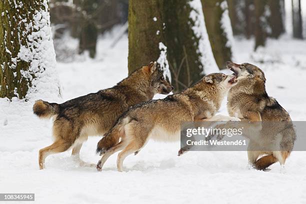 bavaria, european wolfs fighting oin snow - canis lupus lupus stock pictures, royalty-free photos & images