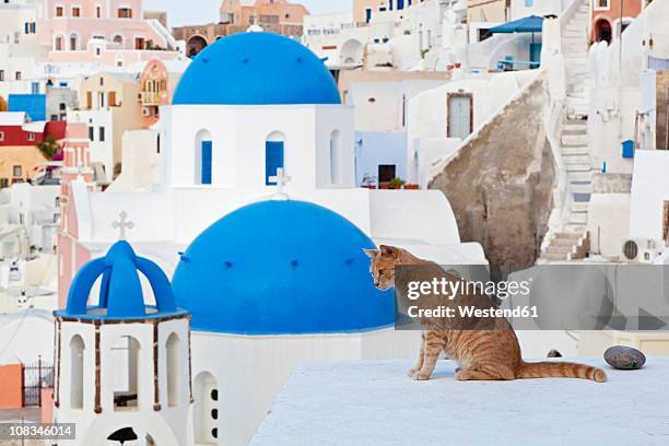 europe, greece, cyclades, thira, santorini, oia, cat sitting on wall - oia santorin stock-fotos und bilder