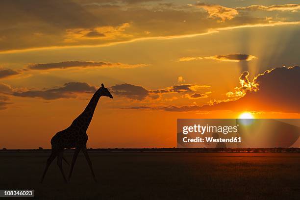 africa, botswana, giraffe in central kalahari game reserve at sunset - kalahari desert stock pictures, royalty-free photos & images