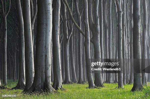 mecklenburg-western pomerania, beech tree forest - tree trunk stock pictures, royalty-free photos & images