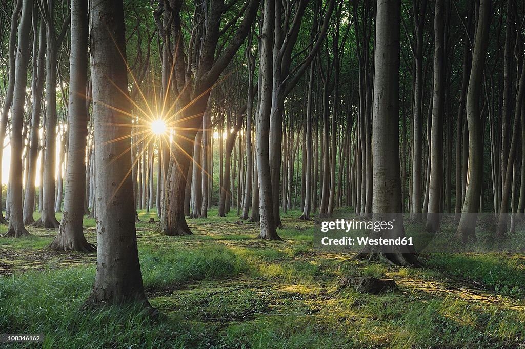 Mecklenburg-Western Pomerania, Beech tree forest