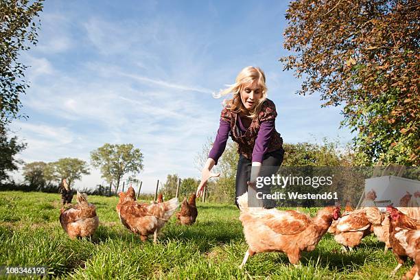 germany, saxony, young woman catching hens at the farm - female animal stock pictures, royalty-free photos & images