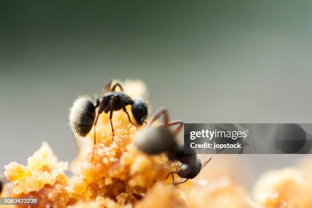 black ants eating brown sugar outdoors - ant nest stock pictures, royalty-free photos & images