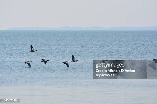 egyptian geese flying on the waters - lake victoria stock-fotos und bilder