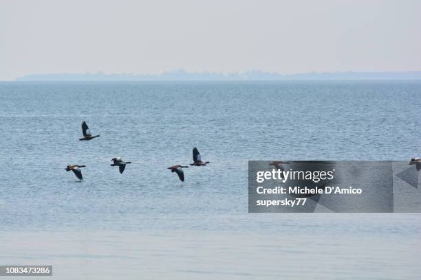 egyptian geese flying on the waters - lake victoria stock pictures, royalty-free photos & images