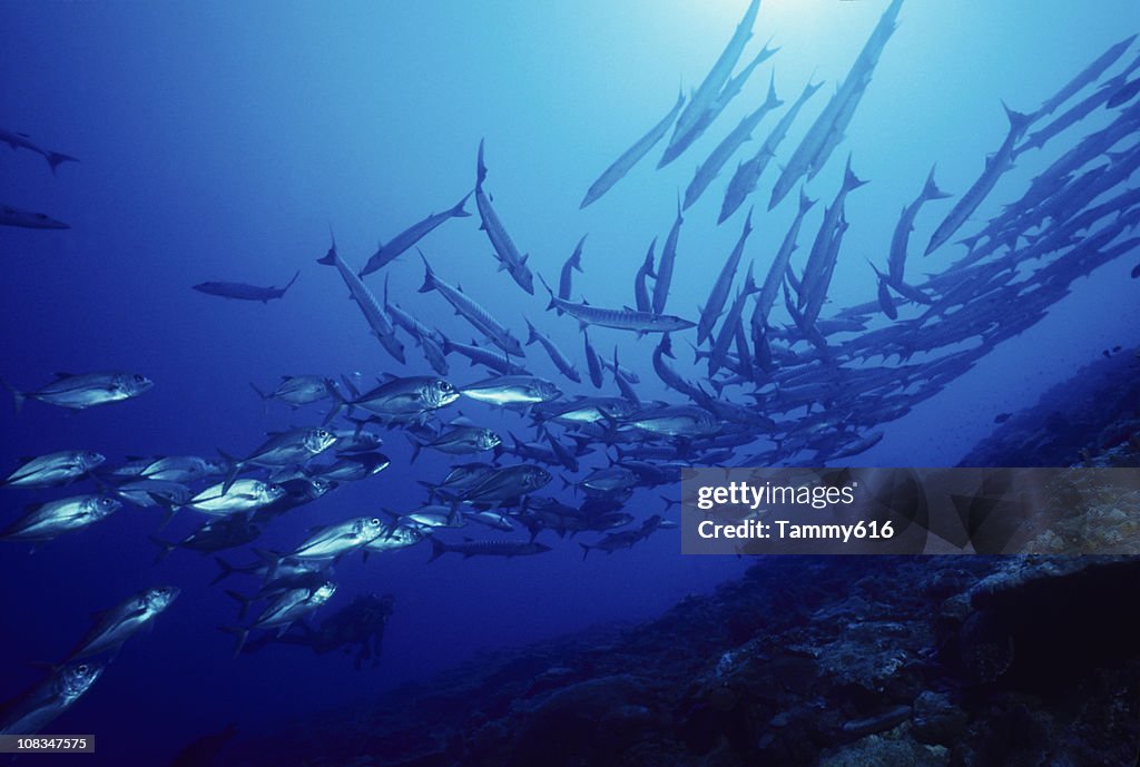 Schooling Fish