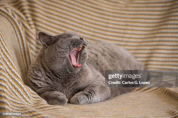 british shorthair cat on yellow banket yawning with mouth wide open - ニャーニャー鳴く ストックフォトと画像