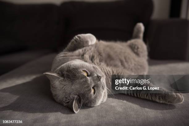 lazy british shorthair cat lying comfortably on grey couch - lying on back stock pictures, royalty-free photos & images