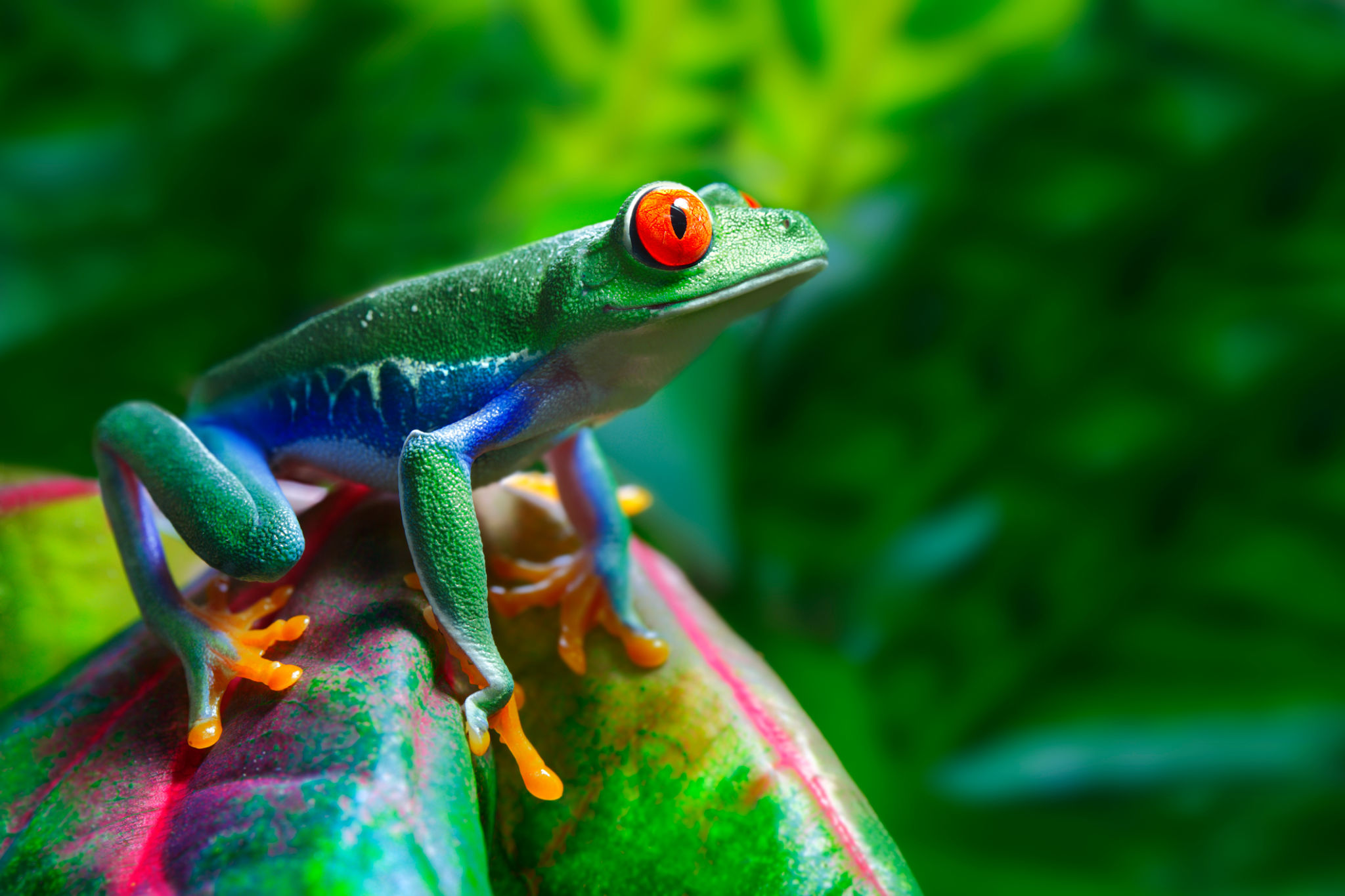 animal closeup