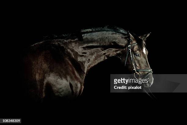 schwarzes pferd porträt - horse studio stock-fotos und bilder