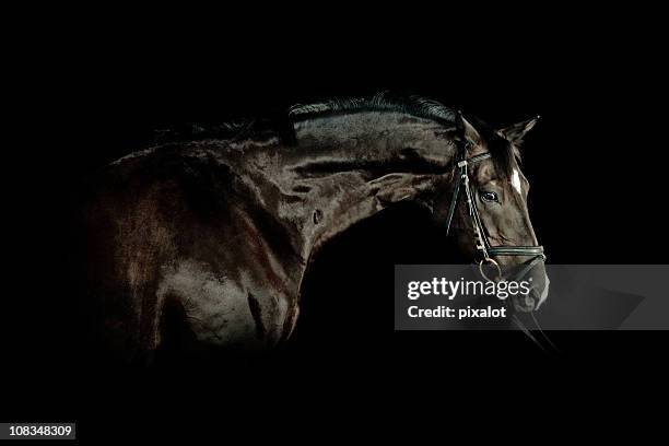 黒い馬のポートレート - black horse ストックフォトと画像