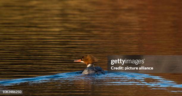 January 2019, Lower Saxony, Pattensen: A goosander swims in the Leineaue nature reserve between Ruthe and Koldingen in the Hanover region. Photo:...