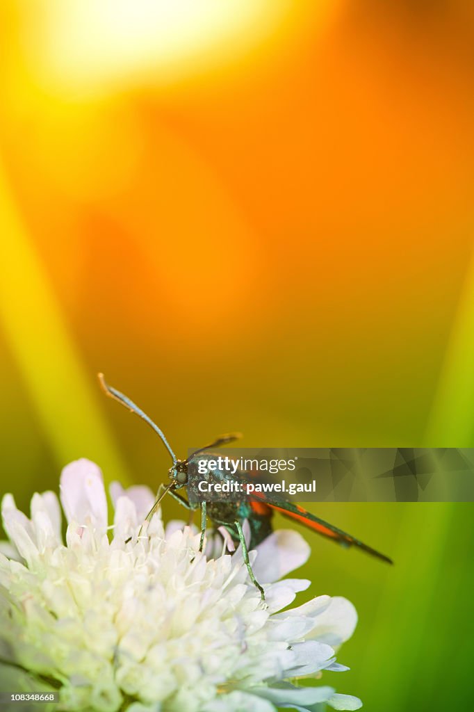 Colorful Zygaenidae moth on wildflower during sunset