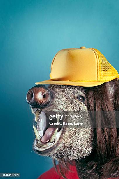 loud mouthed hillbilly boar head - ugly animal stock pictures, royalty-free photos & images