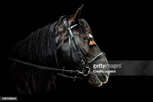 horse portrait - shire horse stock pictures, royalty-free photos & images