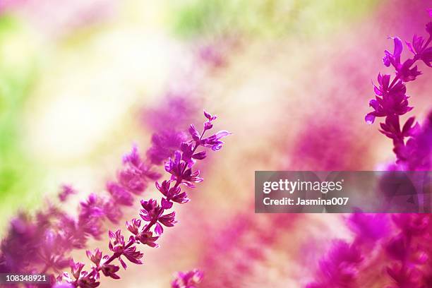 blooming salvia leucantha - mexican bush sage stock pictures, royalty-free photos & images