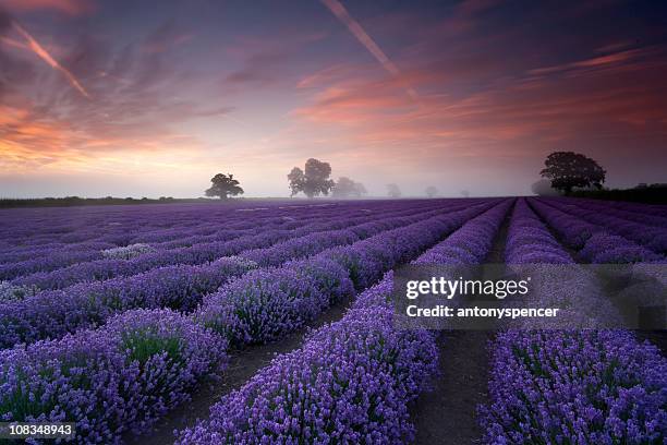 lavender field at dawn - somerset   england stock pictures, royalty-free photos & images