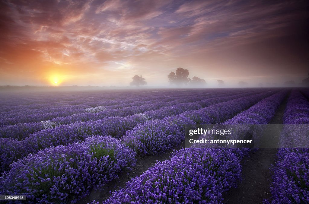 Summer sunrise over a field of lavender.