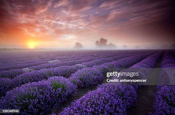 summer sunrise over a field of lavender. - somerset england stock pictures, royalty-free photos & images