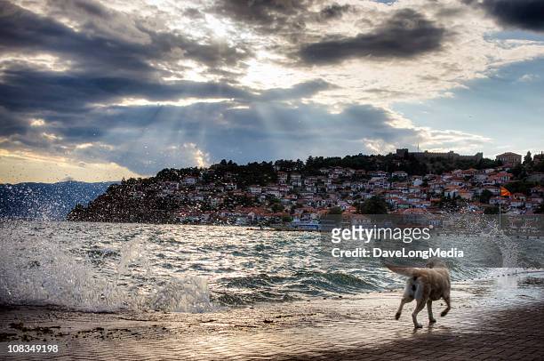 dog running by the water - lake ohrid stockfoto's en -beelden