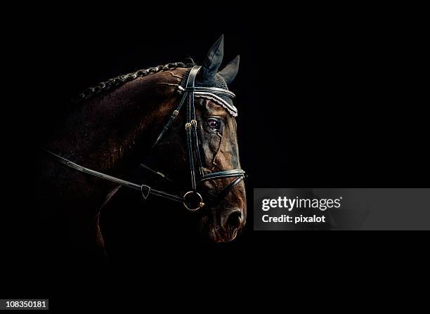 retrato de caballos - caballo de pura raza fotografías e imágenes de stock