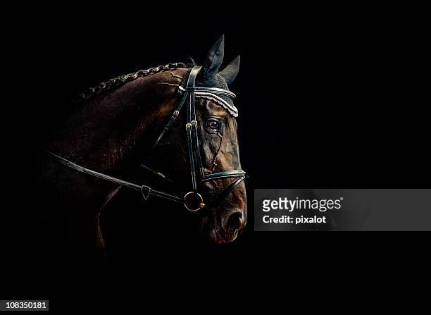 ritratto di cavallo - cavallo equino foto e immagini stock