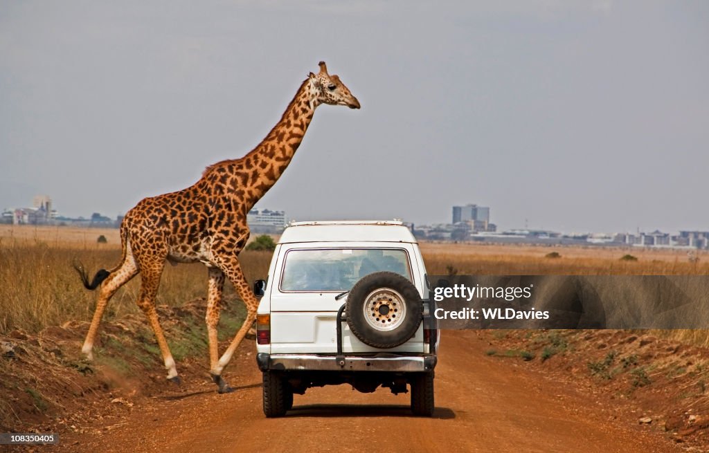 Giraffe crosses dusty road in front of white car