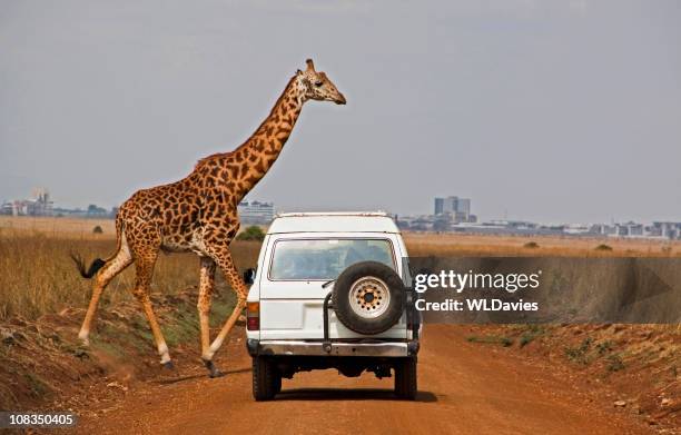 giraffe crosses dusty road in front of white car - nairobi stock pictures, royalty-free photos & images