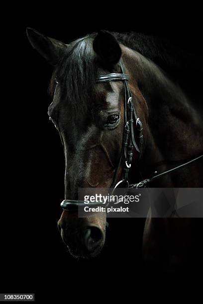 bayo retrato de - caballo de pura raza fotografías e imágenes de stock
