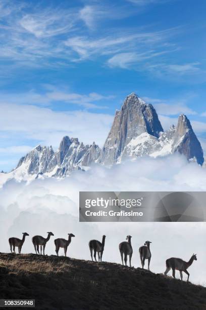 cielo azul sobre fitz roy guanacos southamerica patagonia, argentina - patagonia fotografías e imágenes de stock