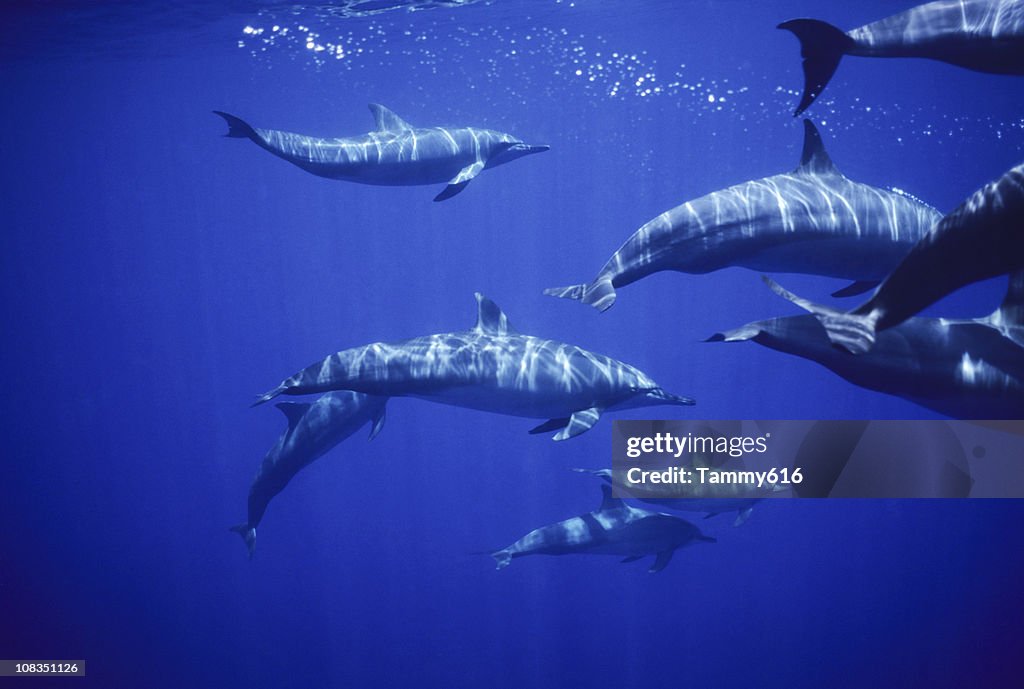 Spinners, Stenella longirostris