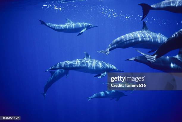 spinners, stenella longirostris - animals following stock pictures, royalty-free photos & images