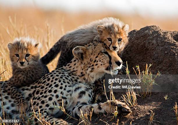 a mother cheetah and her adorable cubs - safaridieren stockfoto's en -beelden