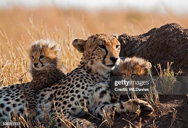 cheetah and cubs - cheetah cub stock pictures, royalty-free photos & images